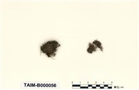 藏品(真苔)的圖片